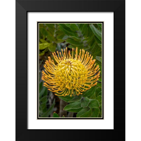 Pincushion flower Black Modern Wood Framed Art Print with Double Matting by Engelbrecht, Jim