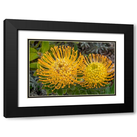 Pincushion flower Black Modern Wood Framed Art Print with Double Matting by Engelbrecht, Jim