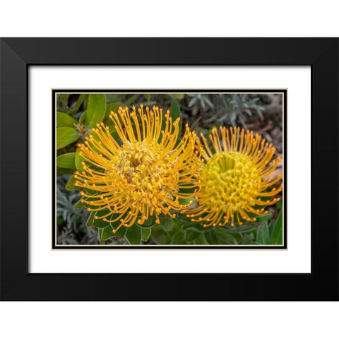 Pincushion flower Black Modern Wood Framed Art Print with Double Matting by Engelbrecht, Jim
