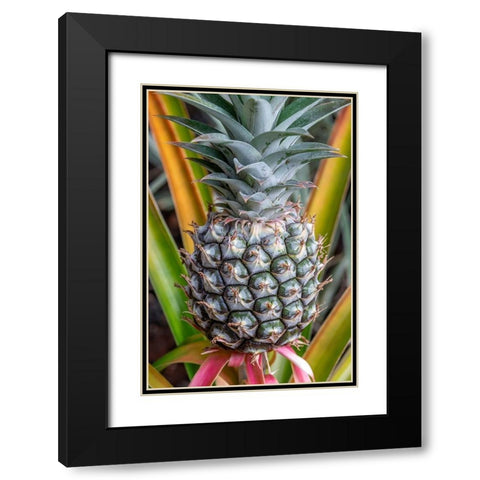 Pineapple plant Black Modern Wood Framed Art Print with Double Matting by Engelbrecht, Jim