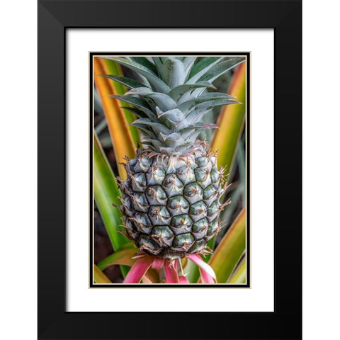 Pineapple plant Black Modern Wood Framed Art Print with Double Matting by Engelbrecht, Jim