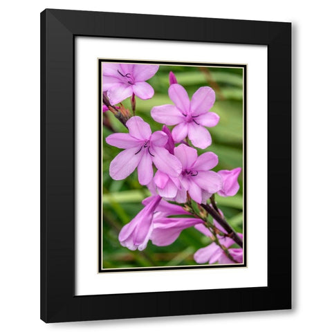 Pink Gladiolus Black Modern Wood Framed Art Print with Double Matting by Engelbrecht, Jim