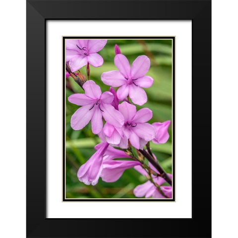 Pink Gladiolus Black Modern Wood Framed Art Print with Double Matting by Engelbrecht, Jim