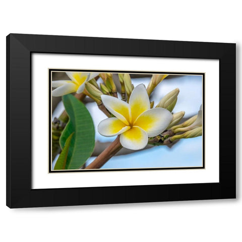 Plumeria Black Modern Wood Framed Art Print with Double Matting by Engelbrecht, Jim