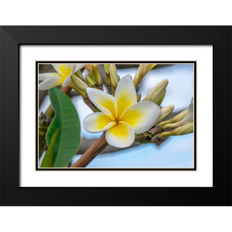 Plumeria Black Modern Wood Framed Art Print with Double Matting by Engelbrecht, Jim
