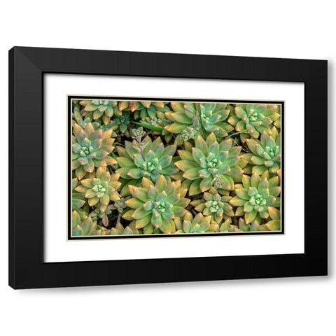 Powdery liveforever-succulent Black Modern Wood Framed Art Print with Double Matting by Engelbrecht, Jim