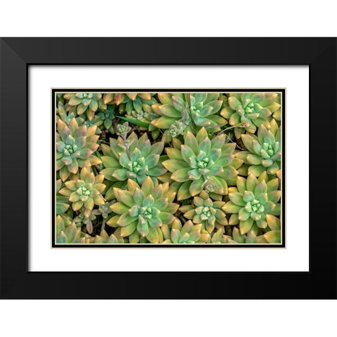 Powdery liveforever-succulent Black Modern Wood Framed Art Print with Double Matting by Engelbrecht, Jim