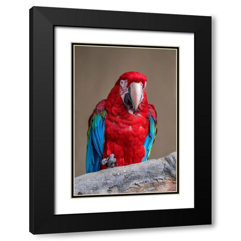 Scarlet Macaw Black Modern Wood Framed Art Print with Double Matting by Engelbrecht, Jim