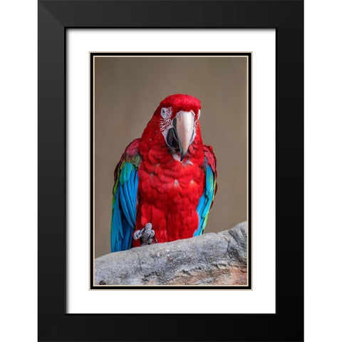 Scarlet Macaw Black Modern Wood Framed Art Print with Double Matting by Engelbrecht, Jim