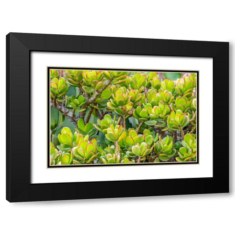 Stonecrop Black Modern Wood Framed Art Print with Double Matting by Engelbrecht, Jim