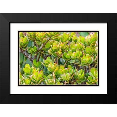 Stonecrop Black Modern Wood Framed Art Print with Double Matting by Engelbrecht, Jim