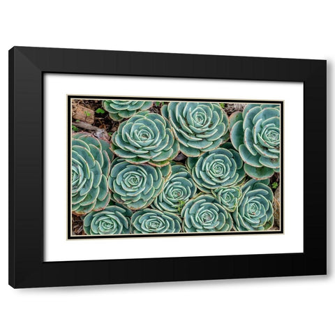 Stonecrop plant-Echeveria Black Modern Wood Framed Art Print with Double Matting by Engelbrecht, Jim