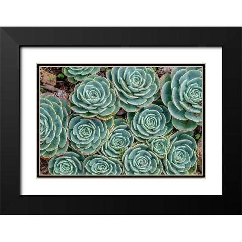 Stonecrop plant-Echeveria Black Modern Wood Framed Art Print with Double Matting by Engelbrecht, Jim