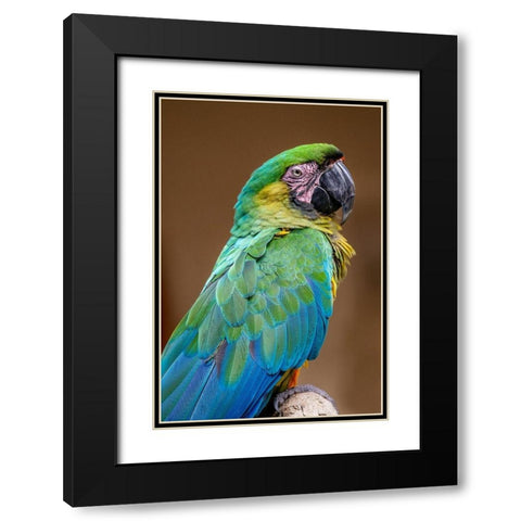 The Dominican green-and-yellow macaw Black Modern Wood Framed Art Print with Double Matting by Engelbrecht, Jim