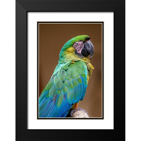 The Dominican green-and-yellow macaw Black Modern Wood Framed Art Print with Double Matting by Engelbrecht, Jim
