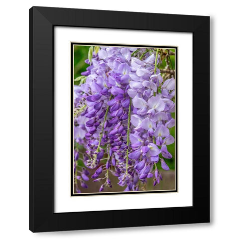 Wisteria Black Modern Wood Framed Art Print with Double Matting by Engelbrecht, Jim