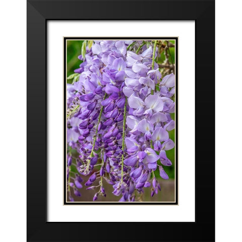 Wisteria Black Modern Wood Framed Art Print with Double Matting by Engelbrecht, Jim