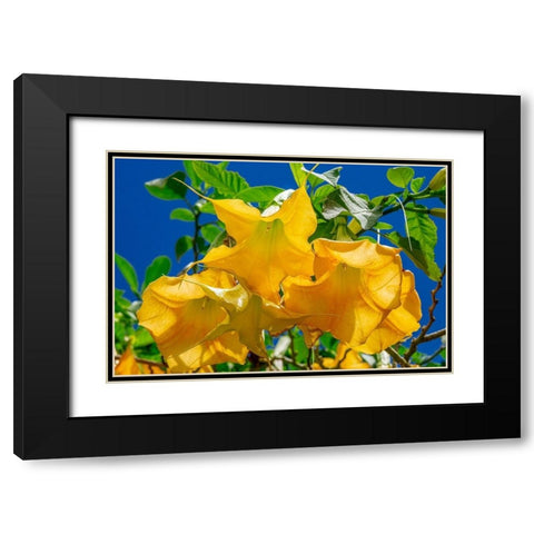 Yellow Angels Trumpet Black Modern Wood Framed Art Print with Double Matting by Engelbrecht, Jim
