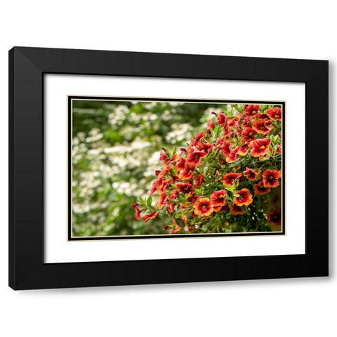 Hanging planters of Calibrachoa-or Million Bells or Trailing Petunia-They are herbaceous plants wit Black Modern Wood Framed Art Print with Double Matting by Horton, Janet