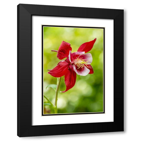 Rocky Mountain Columbine in bloom Black Modern Wood Framed Art Print with Double Matting by Horton, Janet