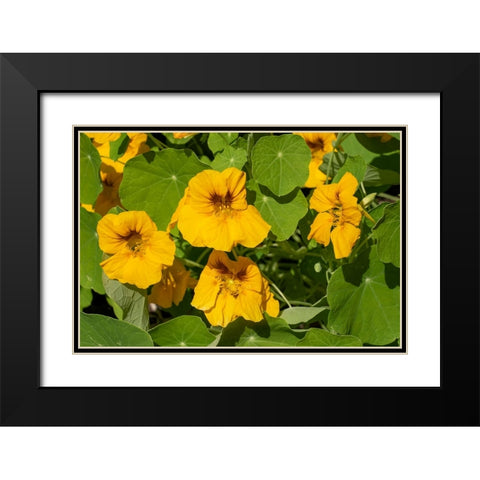 Nasturtiums growing in and around a plant cage Black Modern Wood Framed Art Print with Double Matting by Horton, Janet