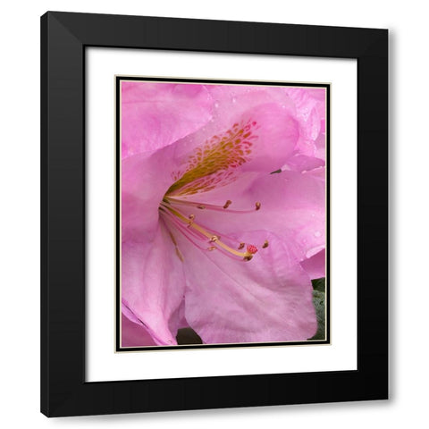 Rhododendron flower Black Modern Wood Framed Art Print with Double Matting by Wild, Jamie and Judy