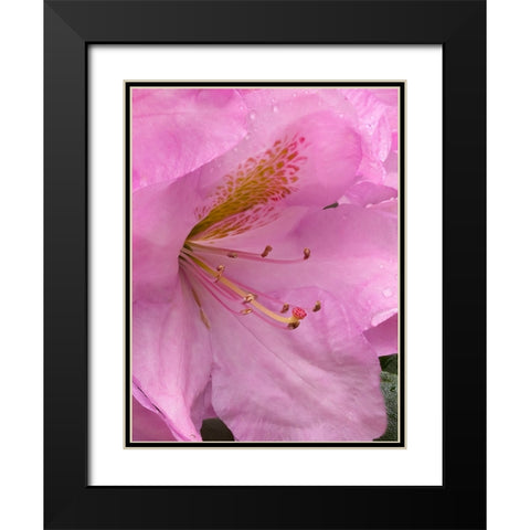 Rhododendron flower Black Modern Wood Framed Art Print with Double Matting by Wild, Jamie and Judy