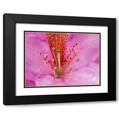 Rhododendron flower Black Modern Wood Framed Art Print with Double Matting by Wild, Jamie and Judy