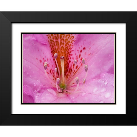 Rhododendron flower Black Modern Wood Framed Art Print with Double Matting by Wild, Jamie and Judy