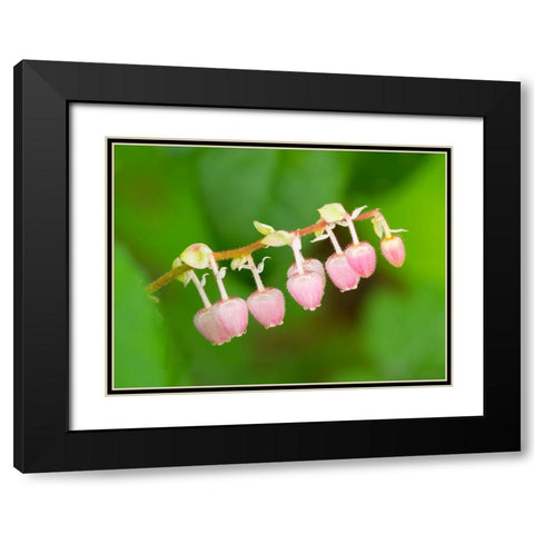 Salal flowers Black Modern Wood Framed Art Print with Double Matting by Wild, Jamie and Judy