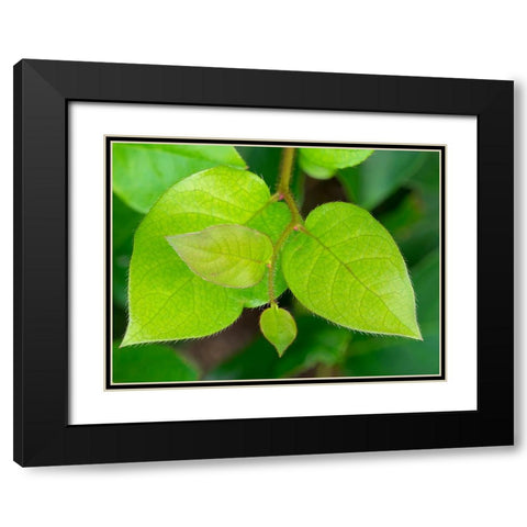 Salal leaves Black Modern Wood Framed Art Print with Double Matting by Wild, Jamie and Judy