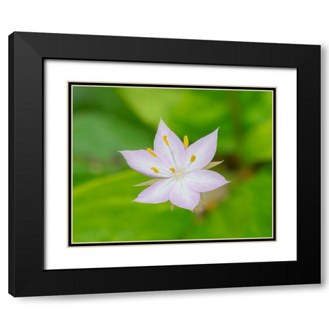 Star flower Black Modern Wood Framed Art Print with Double Matting by Wild, Jamie and Judy