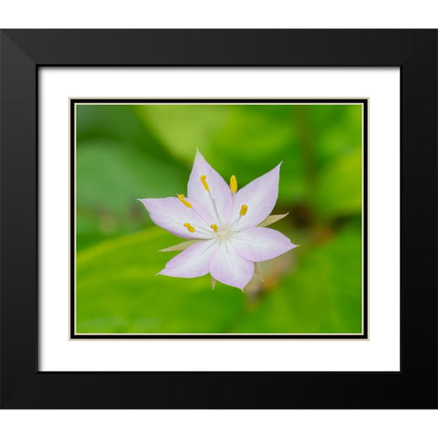 Star flower Black Modern Wood Framed Art Print with Double Matting by Wild, Jamie and Judy