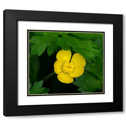 Creeping Buttercup Black Modern Wood Framed Art Print with Double Matting by Wild, Jamie and Judy