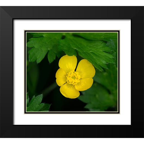 Creeping Buttercup Black Modern Wood Framed Art Print with Double Matting by Wild, Jamie and Judy