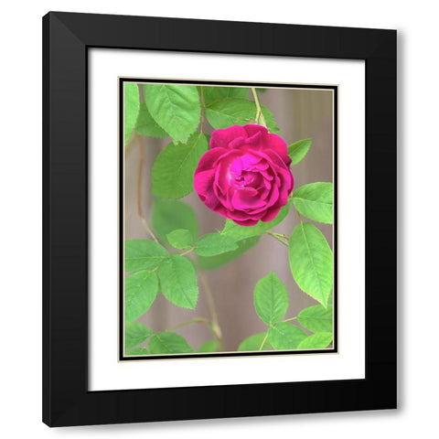 Rose Black Modern Wood Framed Art Print with Double Matting by Wild, Jamie and Judy