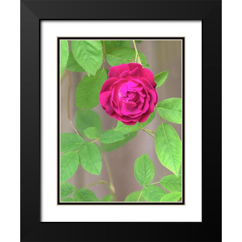 Rose Black Modern Wood Framed Art Print with Double Matting by Wild, Jamie and Judy