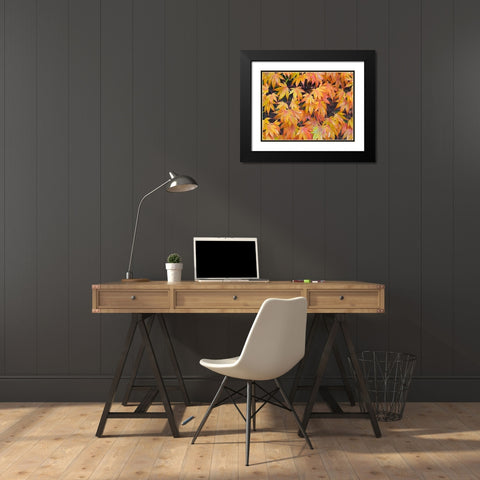 Maple leaves Black Modern Wood Framed Art Print with Double Matting by Wild, Jamie and Judy