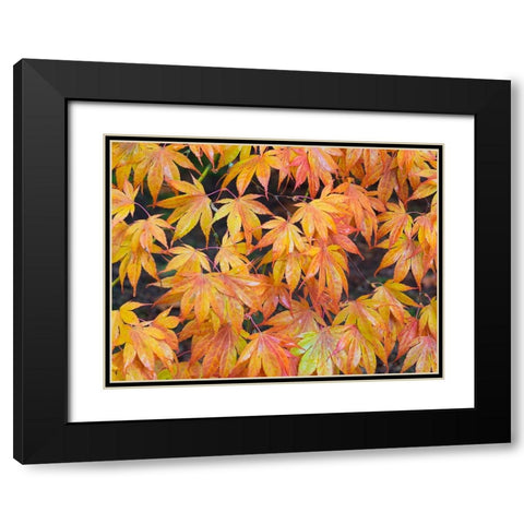 Maple leaves Black Modern Wood Framed Art Print with Double Matting by Wild, Jamie and Judy