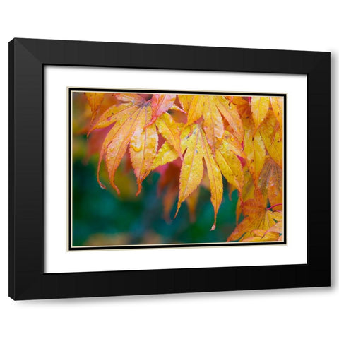 Maple leaves Black Modern Wood Framed Art Print with Double Matting by Wild, Jamie and Judy