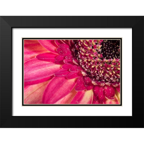 Close-up image of a red Gerber Daisy Black Modern Wood Framed Art Print with Double Matting by Sullivan, Karen Ann