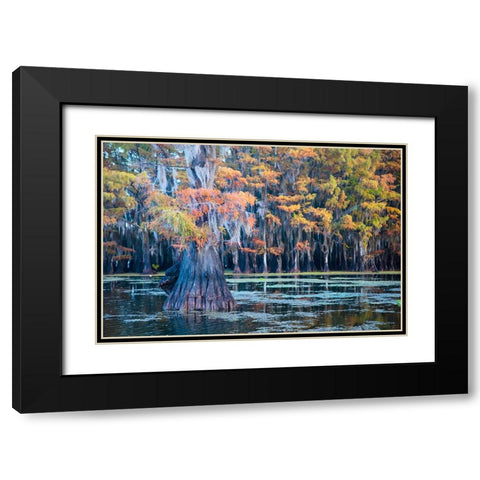 Bald cypress in autumn color Black Modern Wood Framed Art Print with Double Matting by Ditto, Larry