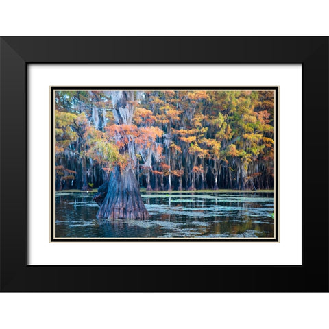 Bald cypress in autumn color Black Modern Wood Framed Art Print with Double Matting by Ditto, Larry