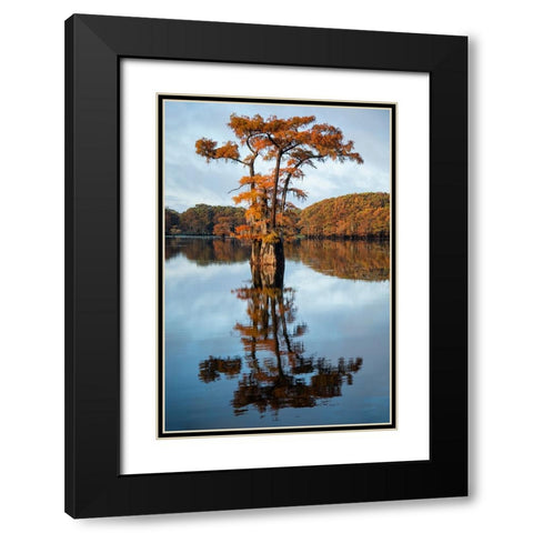 Bald cypress in autumn color Black Modern Wood Framed Art Print with Double Matting by Ditto, Larry