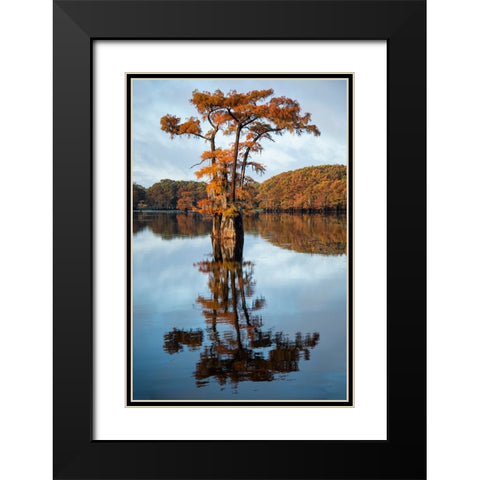 Bald cypress in autumn color Black Modern Wood Framed Art Print with Double Matting by Ditto, Larry