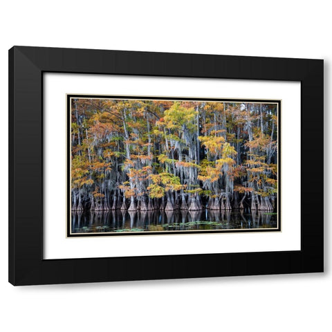 Bald cypress trees and water lilies at Caddo Lake- Texas Black Modern Wood Framed Art Print with Double Matting by Ditto, Larry