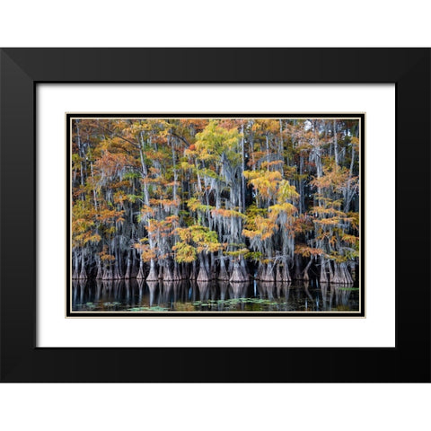 Bald cypress trees and water lilies at Caddo Lake- Texas Black Modern Wood Framed Art Print with Double Matting by Ditto, Larry
