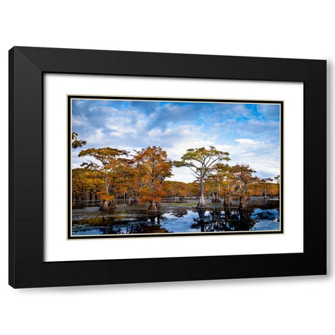 Bald cypress in autumn color at Caddo Lake- Texas. Black Modern Wood Framed Art Print with Double Matting by Ditto, Larry