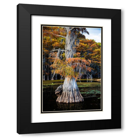 Bald cypress and Spanish moss- Caddo Lake- Texas Black Modern Wood Framed Art Print with Double Matting by Ditto, Larry