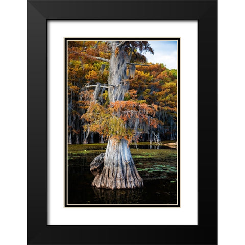 Bald cypress and Spanish moss- Caddo Lake- Texas Black Modern Wood Framed Art Print with Double Matting by Ditto, Larry